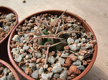 Gymnocalycium bayrianum VoS816