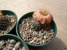 Mediolobivia haagei CH1193