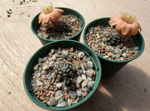 Mediolobivia haagei CH1193