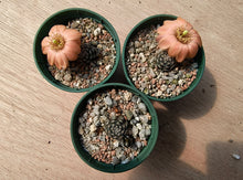 Mediolobivia haagei CH1193