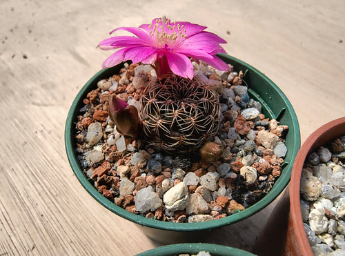 Sulcorebutia steinbachii RH703