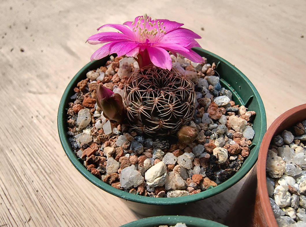 Sulcorebutia steinbachii RH703