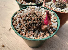 Sulcorebutia steinbachii RH703