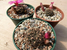 Sulcorebutia steinbachii RH703