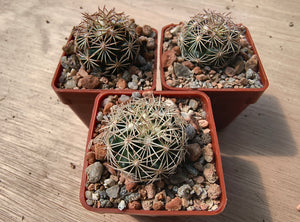 Coryphantha radians