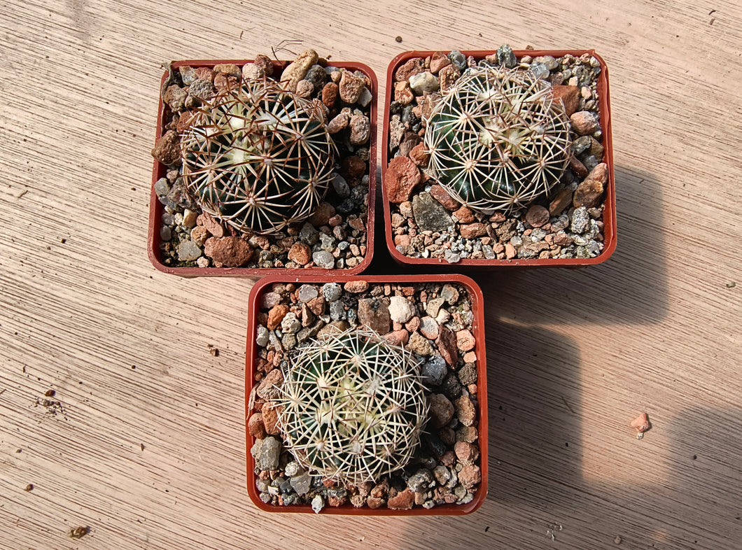 Coryphantha radians