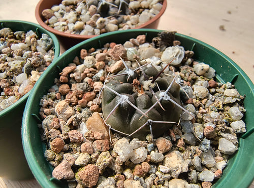 Gymnocalycium gibbosum v. chubutense JN1375