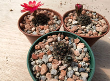 Mediolobivia haefneriana R208a