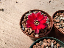 Mediolobivia haefneriana R208a