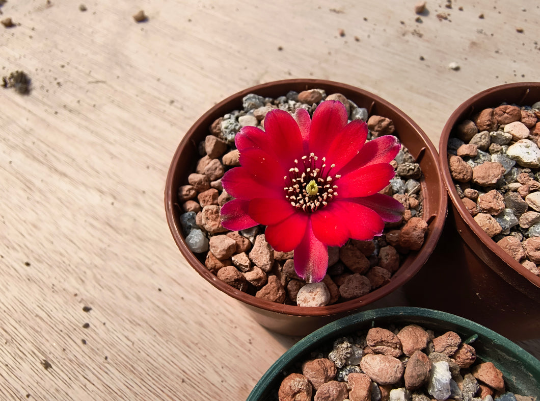 Mediolobivia haefneriana R208a