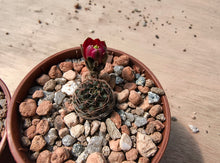 Mediolobivia haefneriana R208a