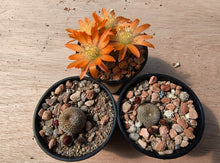 Aylostera heliosa RH1030