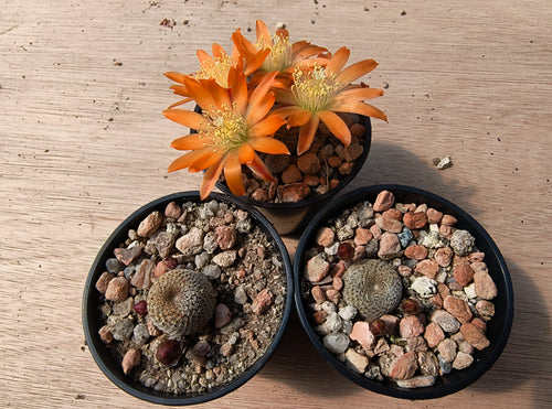 Aylostera heliosa RH1030