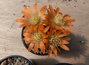 Aylostera heliosa RH1030