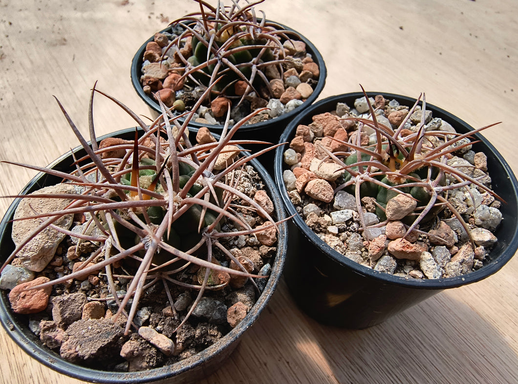 Gymnocalycium carminanthum LF74