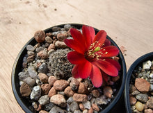 Mediolobivia zecheri R650