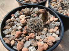 Mediolobivia zecheri R650