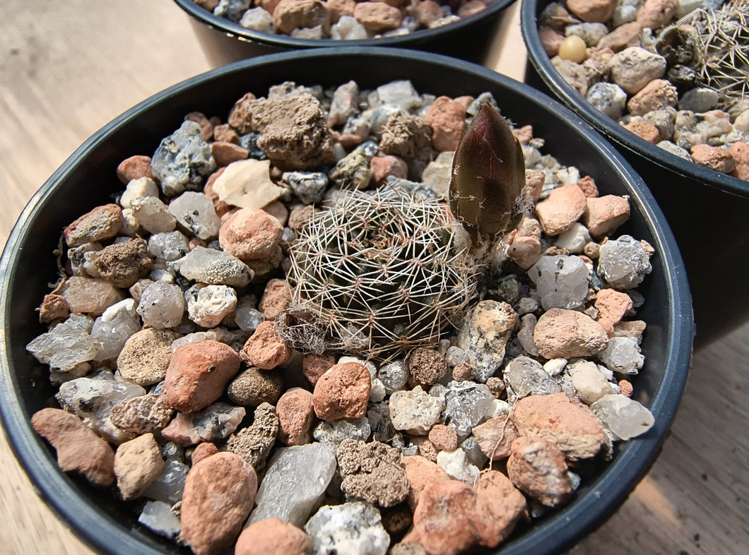 Mediolobivia zecheri R650