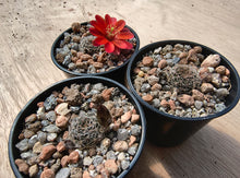 Mediolobivia zecheri R650