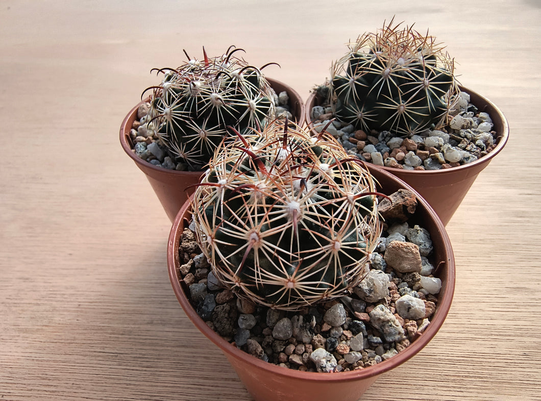 Coryphantha pallida