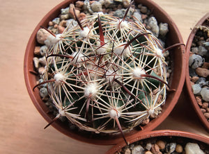 Coryphantha pallida