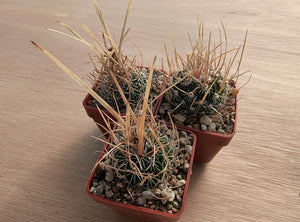 Stenocactus crispatus NAGL 83.001