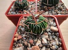 Stenocactus phyllacanthus VZD476