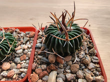 Stenocactus phyllacanthus VZD476