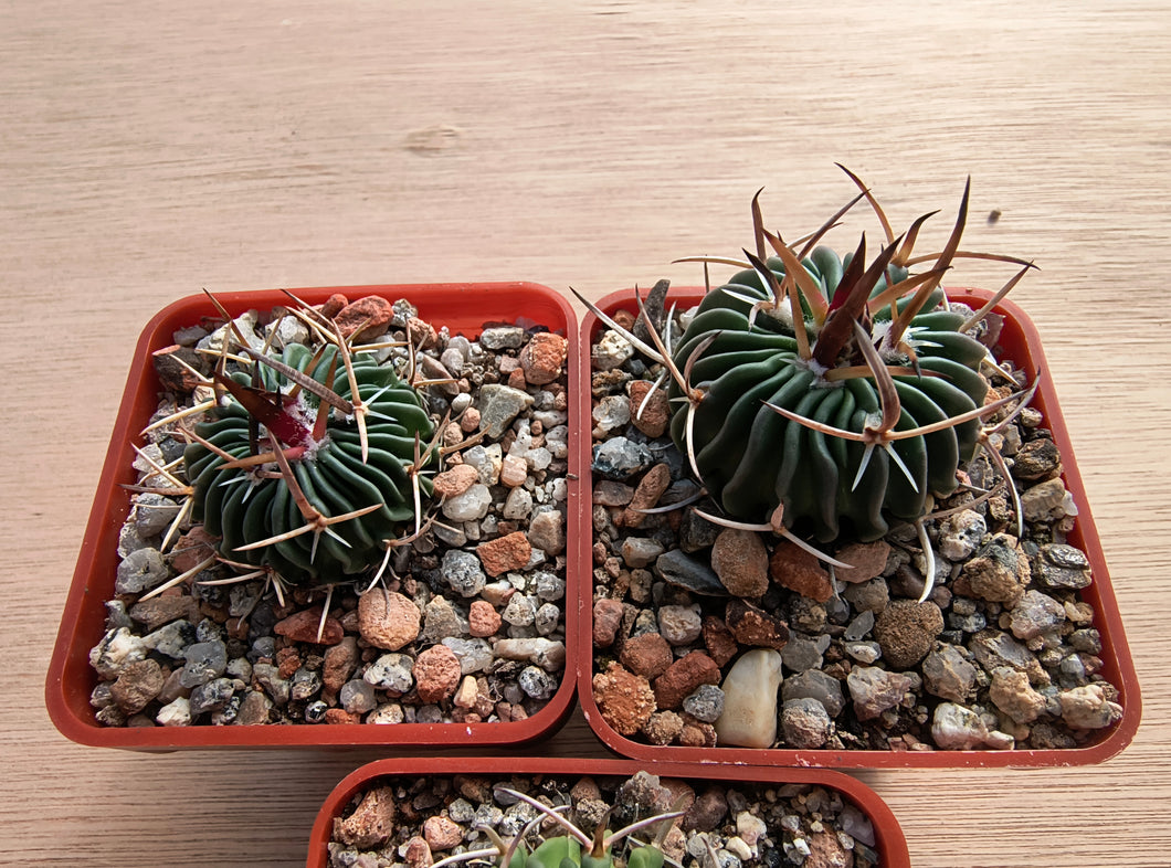 Stenocactus phyllacanthus VZD476