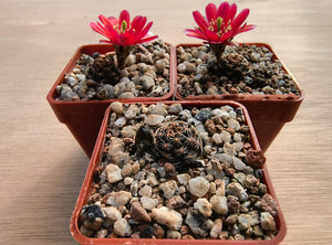 Mediolobivia colorea FR1106