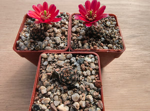 Mediolobivia colorea FR1106