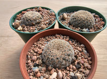 Sulcorebutia albissima PHA187