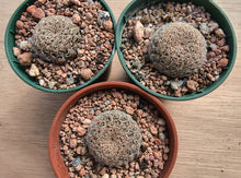 Sulcorebutia albissima PHA187