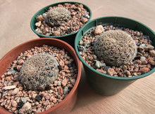 Sulcorebutia albissima PHA187