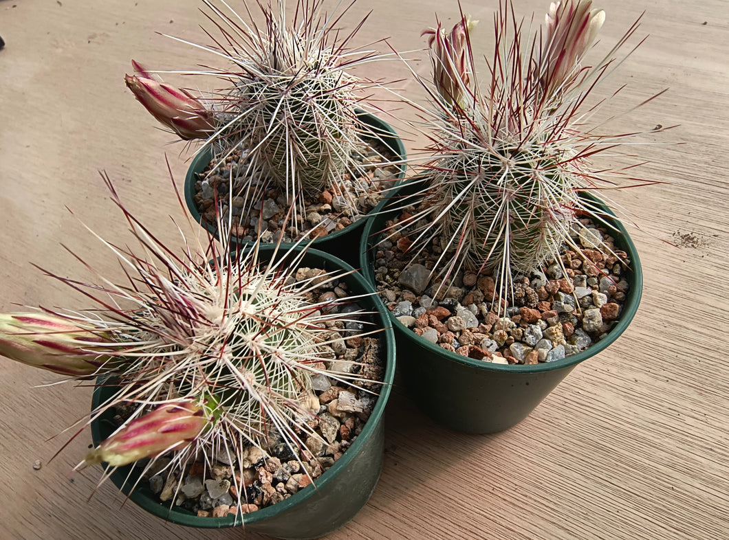 Echinocereus russanthus SB420