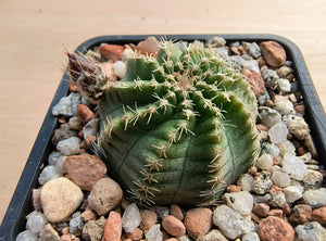 Echinocereus pulchellus amoenus