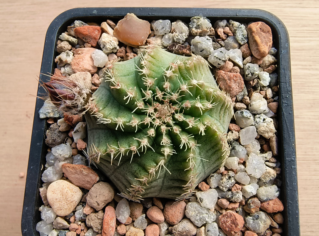 Echinocereus pulchellus amoenus