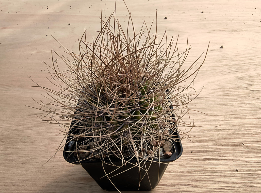 Acanthocalycium violaceum SE301