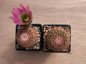 Echinocereus pectinatus v.castaneus