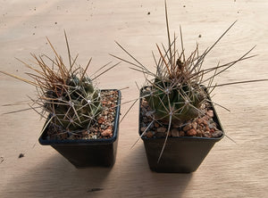 Thelocactus tulensis ssp. huizachensis KSS135