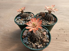 Mediolobivia ruberimma