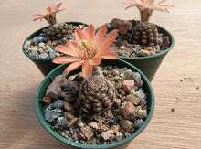 Mediolobivia ruberimma