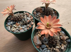 Mediolobivia ruberimma