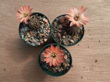 Mediolobivia ruberimma