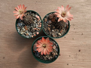 Mediolobivia ruberimma