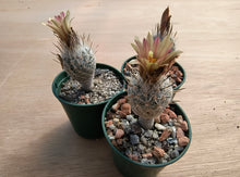 Turbinicarpus (gymnocactus) subterraneus var. zaragosae