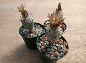 Turbinicarpus (gymnocactus) subterraneus var. zaragosae