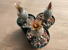 Turbinicarpus (gymnocactus) subterraneus var. zaragosae