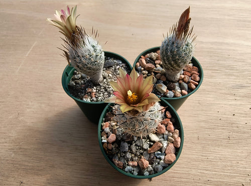 Turbinicarpus (gymnocactus) subterraneus var. zaragosae