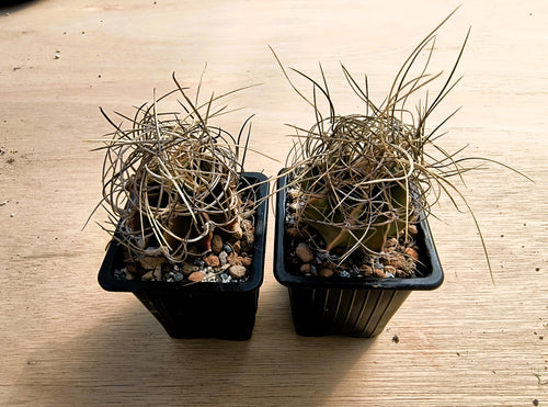 Astrophytum senile aureum